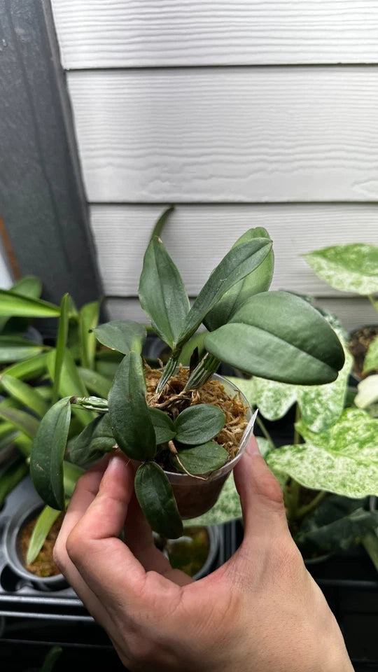 Cattleya schilleriana x sib