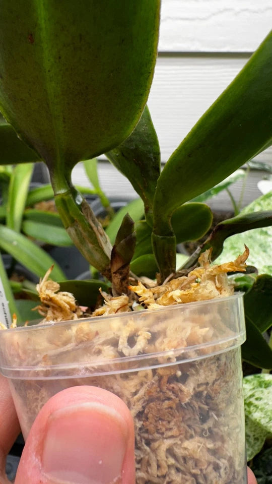 Cattleya schilleriana x sib
