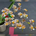 Oncidium Tsiku Marguerite [Fragrant]