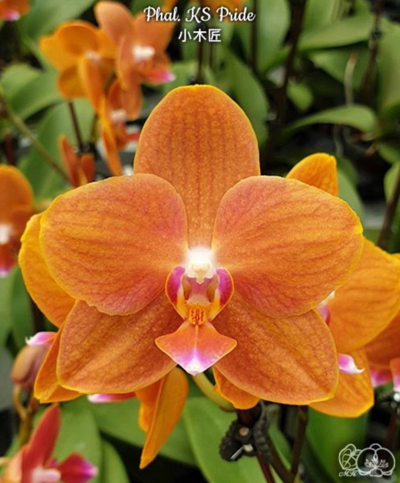 Phalaenopsis KS Pride