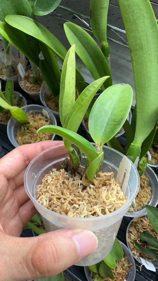Cattleya walkeriana var. coerulea 'Edward' SM/JOS