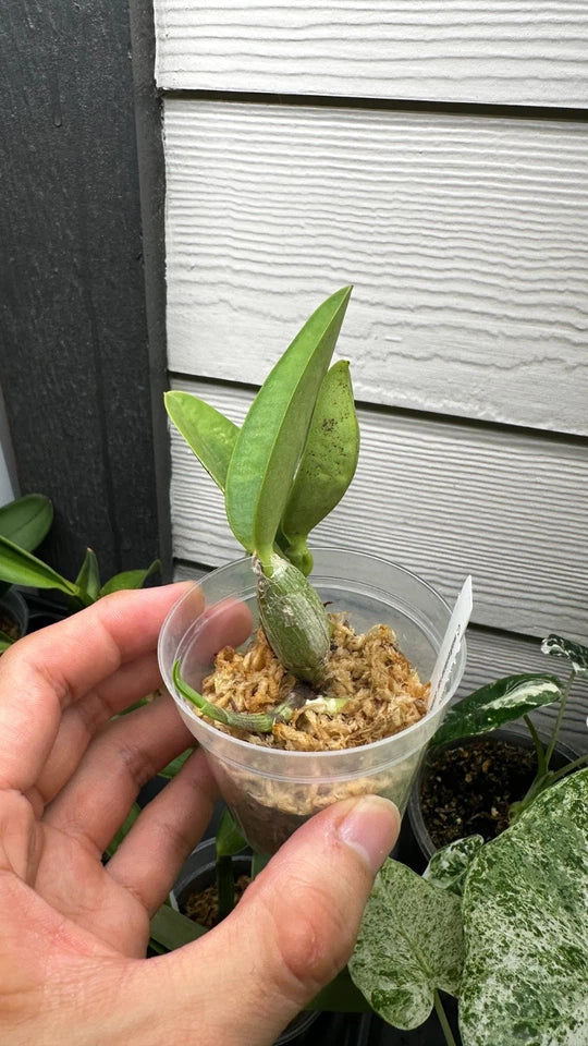 Cattleya walkeriana var. coerulea 'Edward' SM/JOS