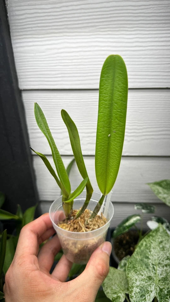 Cattleya(Laelia) purpurata var. carnea